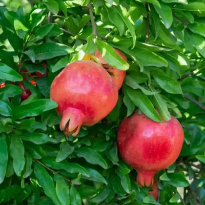 Bhagwa Pomegranate (ભગવા દાડમ)
